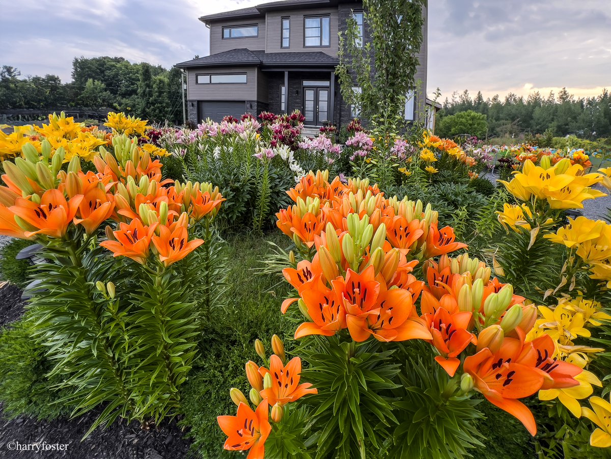 Harry Foster tweet media