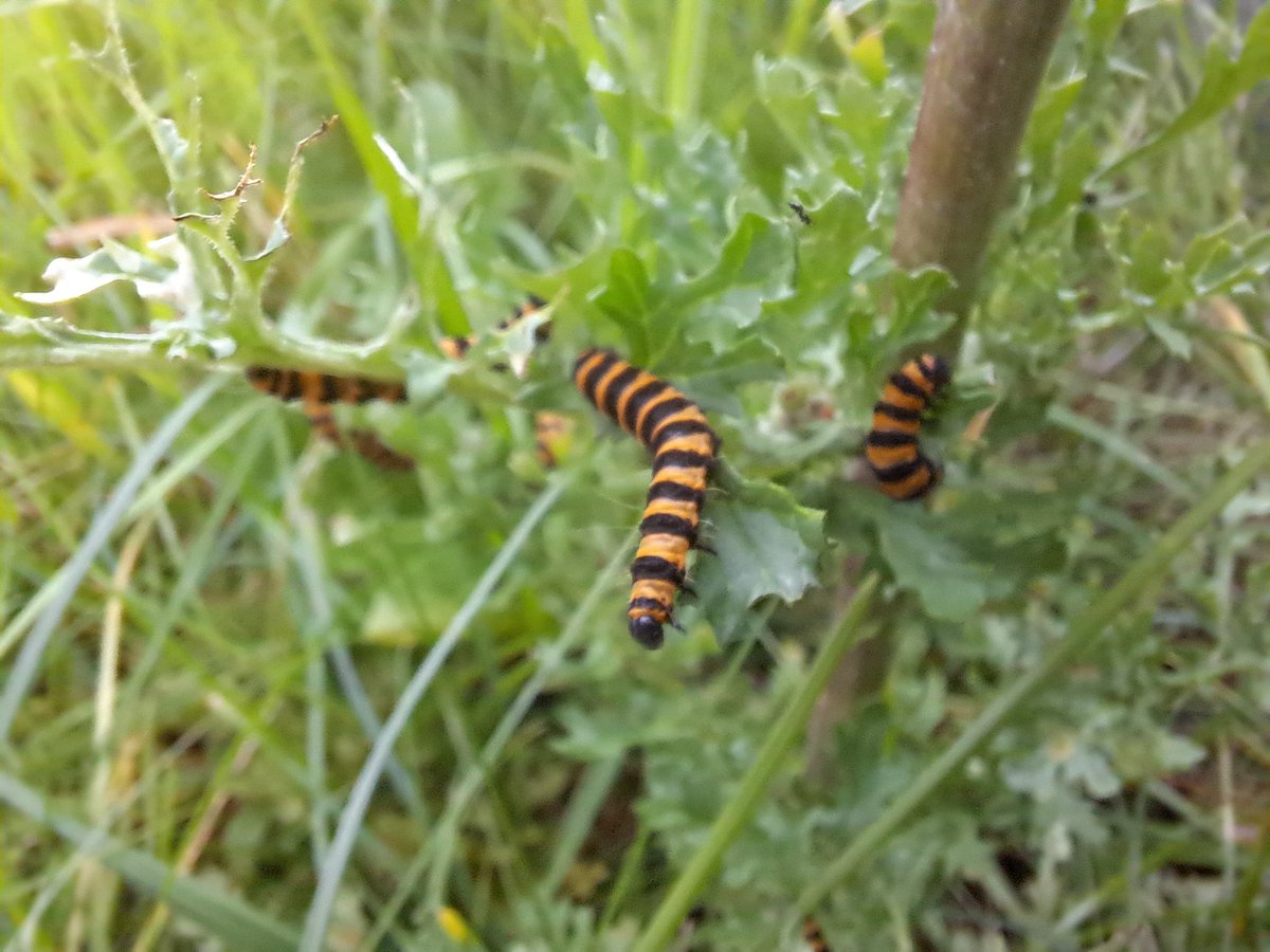 So, apparently, you're supposed to remove Ragwort.
Says I, I think not.
Cinnabar Moth caterpillars galore. 
#biodiversity #wildflowerhour