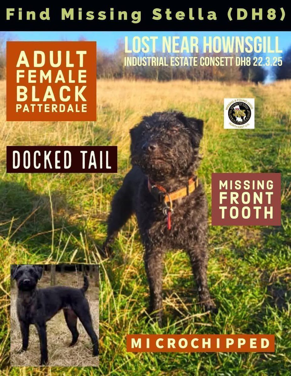 HAVE YOU SEEN STELLA ? 

Stella #Patterdale #missing 22-3-25 8:30am fields near #Hownsgill #Consett #CountyDurham 
#microchipped 

#stolendoghour
