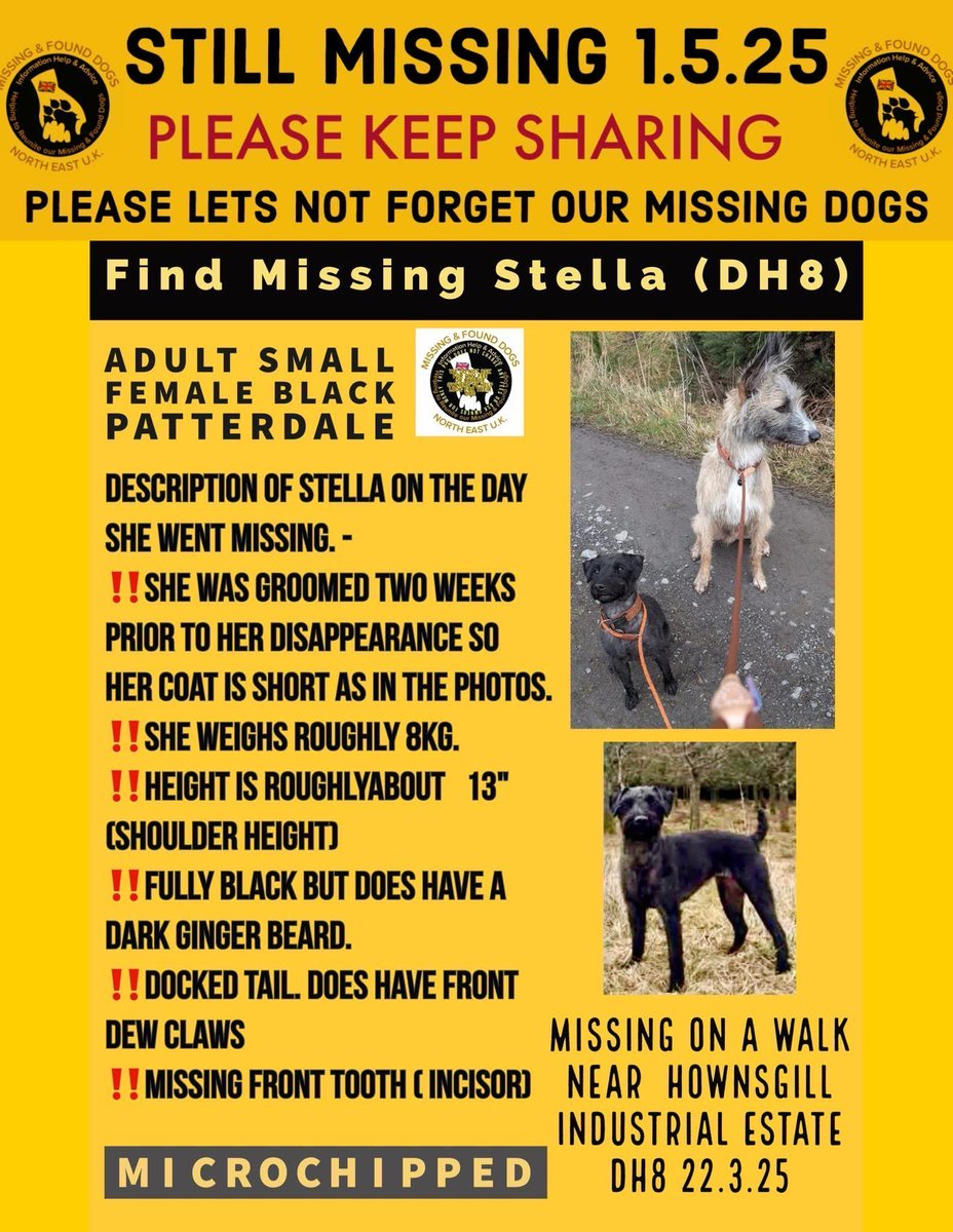HAVE YOU SEEN STELLA ? 

Stella #Patterdale #missing 22-3-25 8:30am fields near #Hownsgill #Consett #CountyDurham 
#microchipped 

#stolendoghour