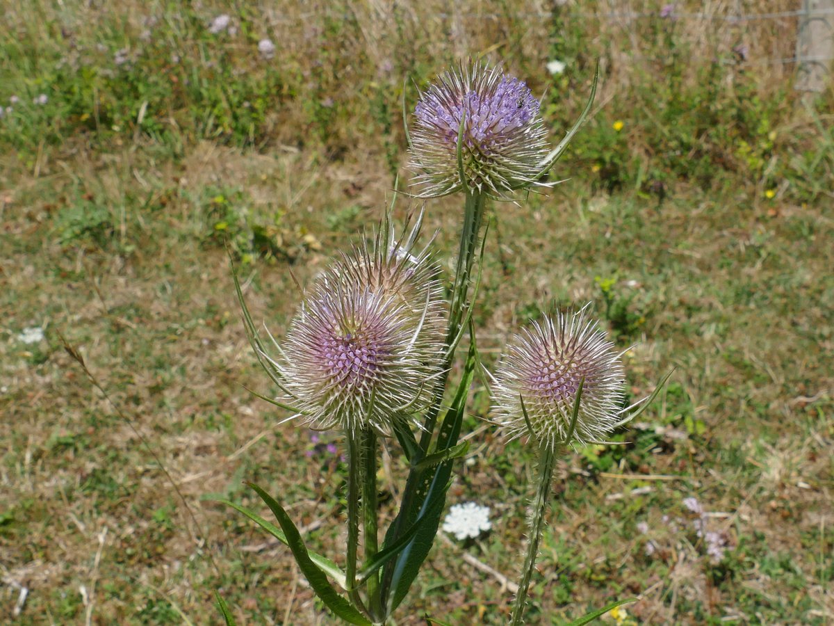 RogerRob473's tweet image. Teasels (dipsacus fullonum) starting to flower at The Holies, Streatley (W. Berks), 13/7/2025. #wildflowerhour
