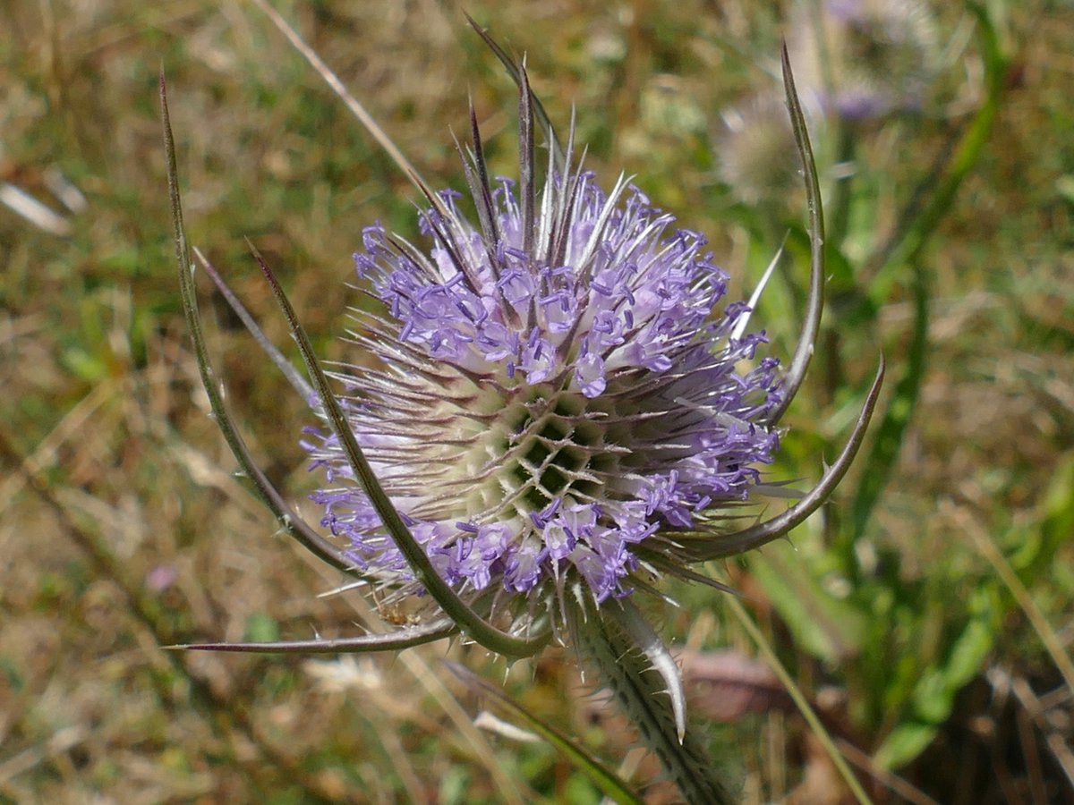 RogerRob473's tweet image. Teasels (dipsacus fullonum) starting to flower at The Holies, Streatley (W. Berks), 13/7/2025. #wildflowerhour