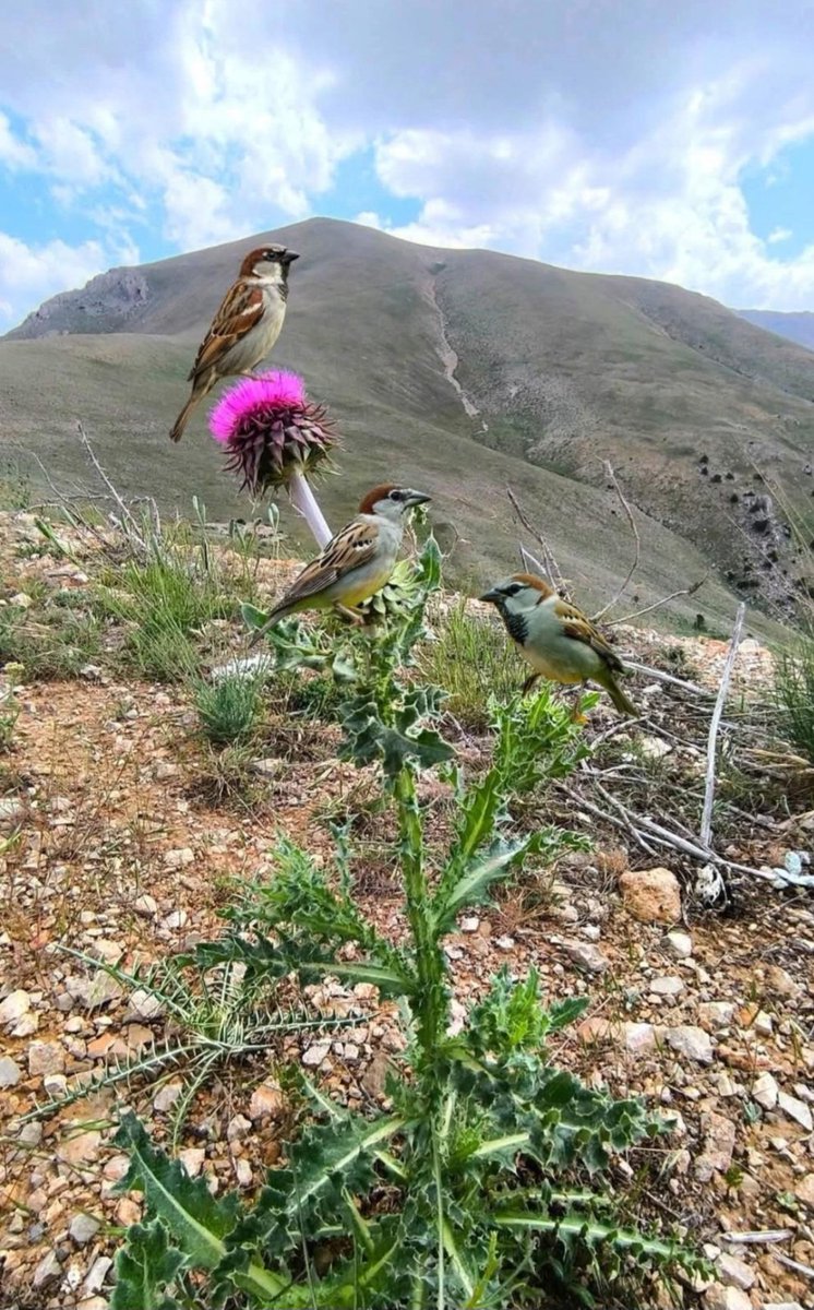 laser_ware's tweet image. Welat ra...