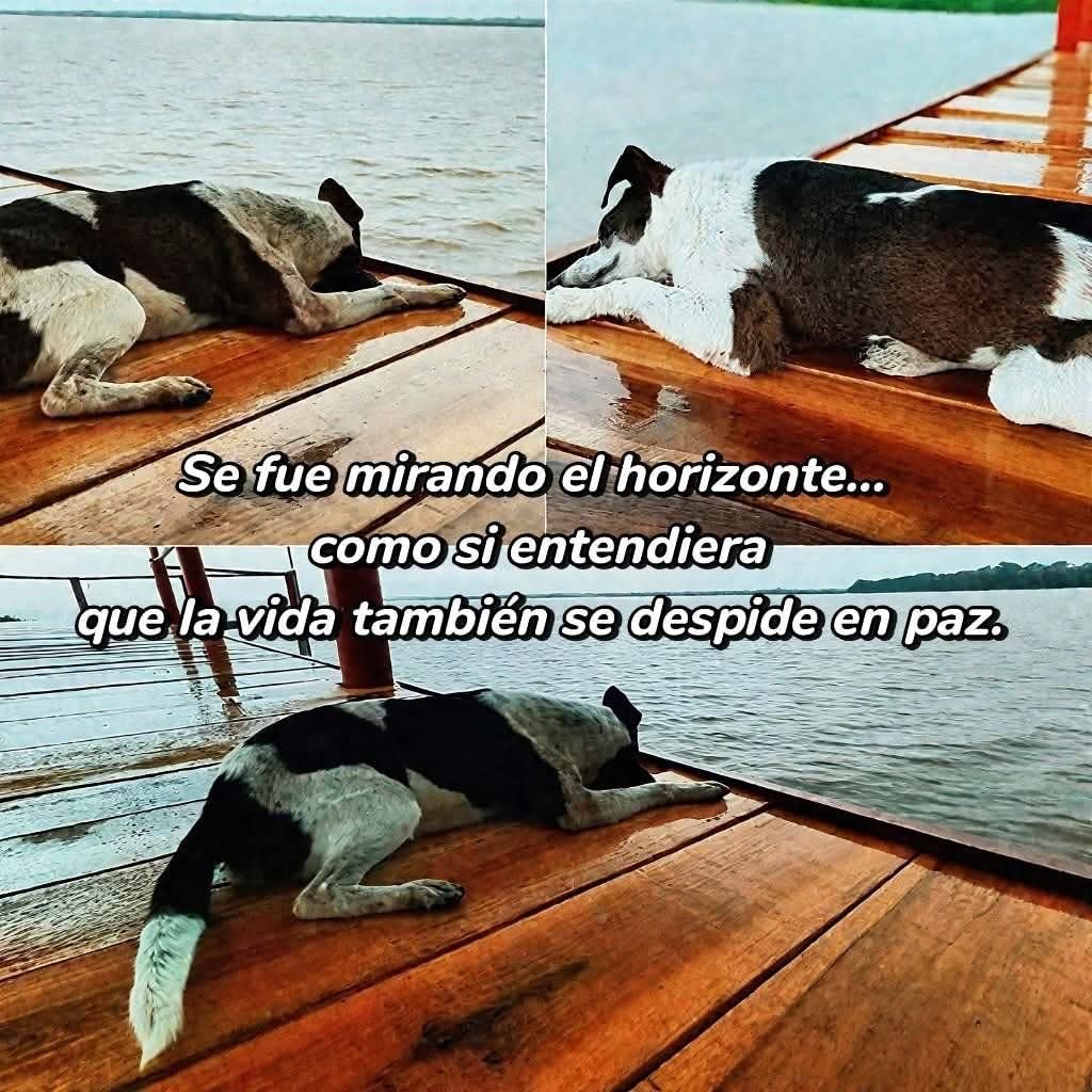 En el muelle del corregimiento El Llanito, bajo la lluvia silenciosa de una mañana gris, un lomito decidió despedirse del mundo contemplando la belleza tranquila de la ciénega.

No pidió ayuda, no hizo ruido… Solo eligió un rincón de paz para mirar por última vez el paisaje que
