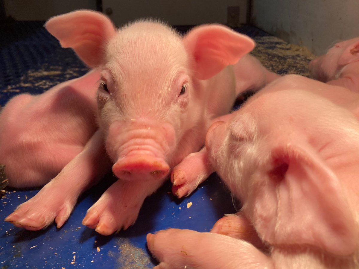 Truste ….
Vanuit  de warme kraamkamers 🥰❤️🐷