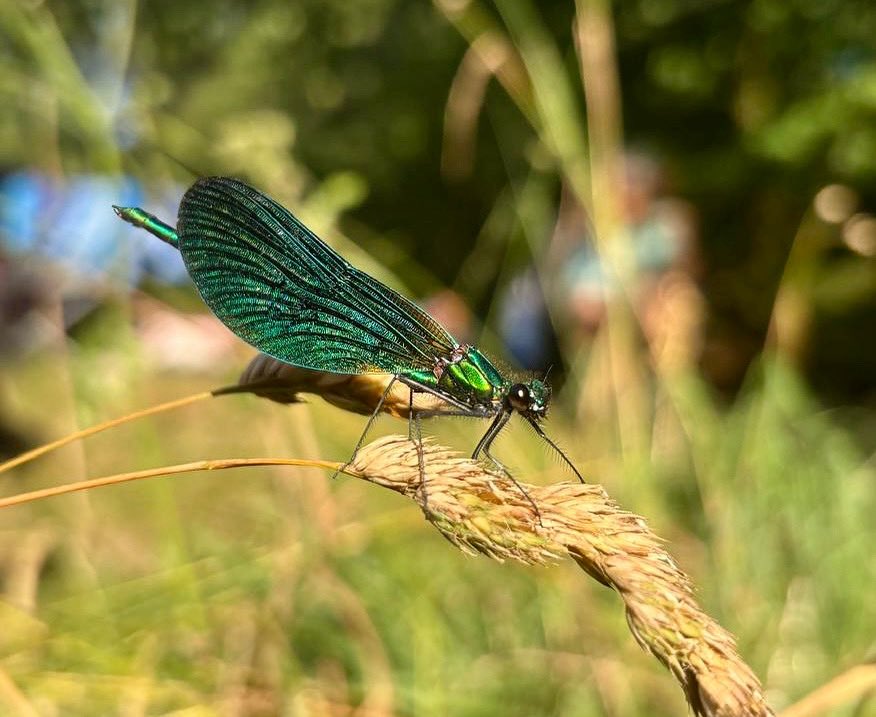 Beautiful demoiselle