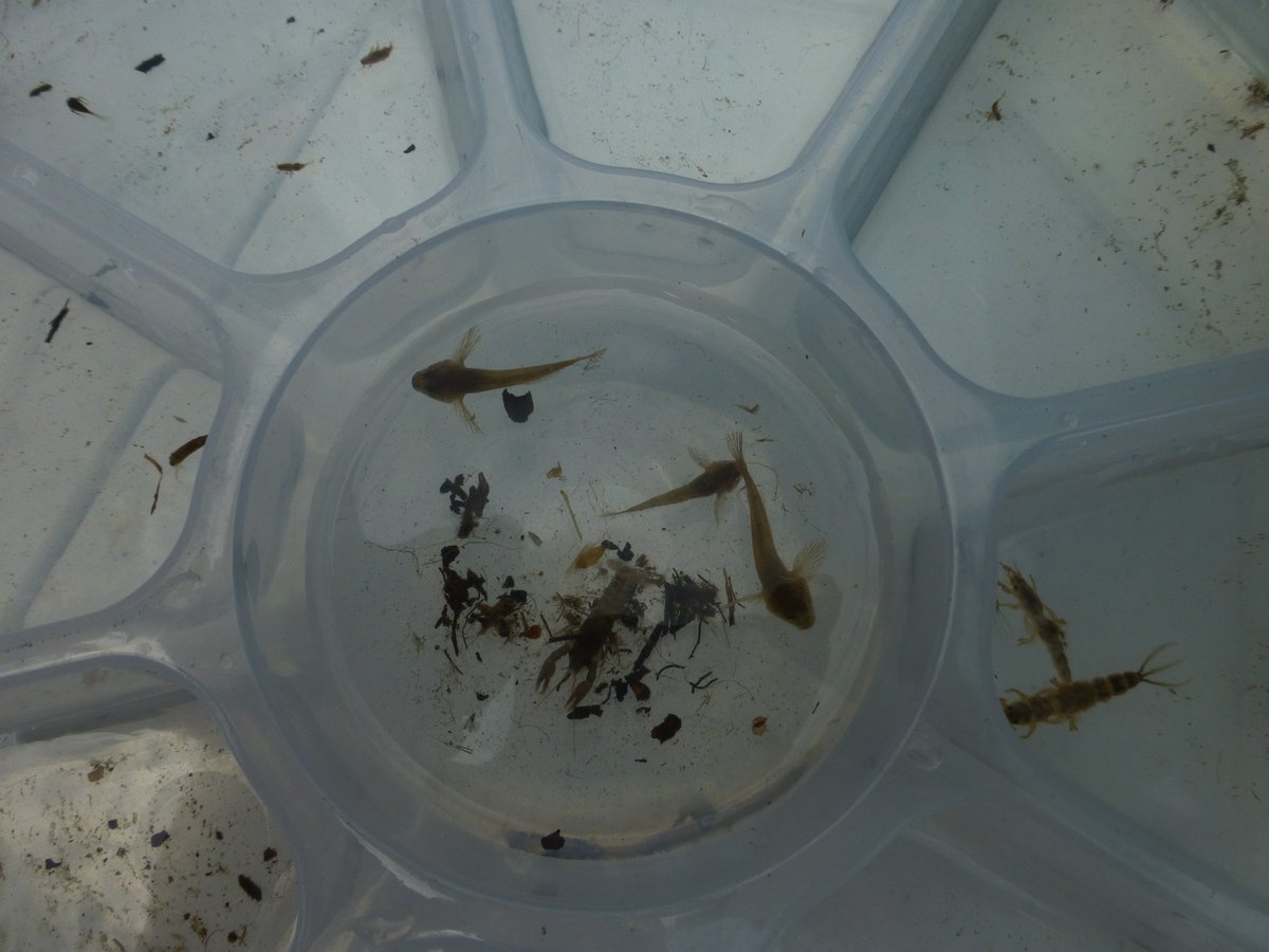 A few photos of todays Riverfly Sampling Session .