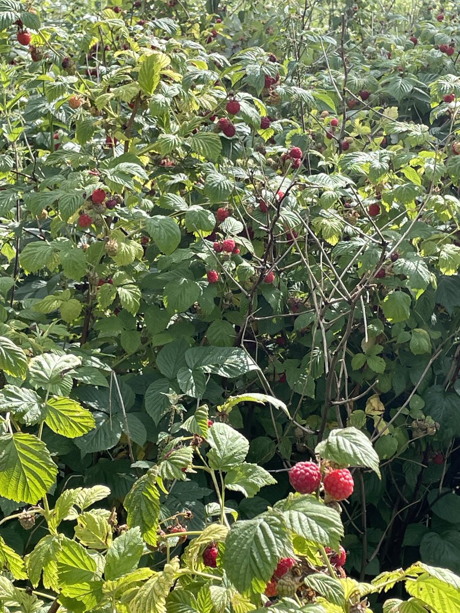 hawkse's tweet image. När min tur är kommen önskar jag få lämna livet i skinande solsken mitt i hallonplocket. Det måste vara där vägen är som kortast till paradiset.