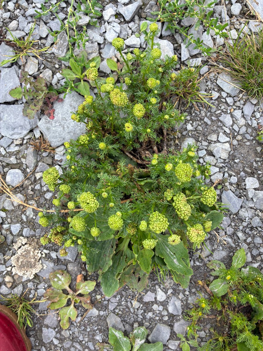 Strange pineapple weed, Matricaria discoidea #wildflowerhour