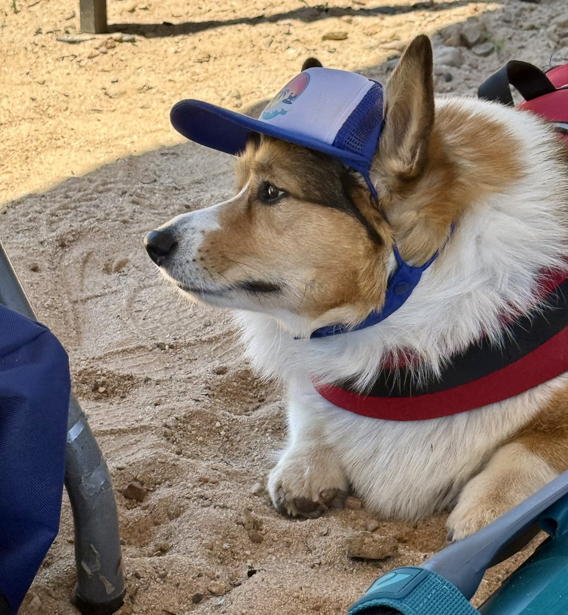 WinstonCorgiDog's tweet image. Winston had So Much Fun at Bass Lake! 📸🐶🏄♂️🌊💕#pics #nature #beautiful #Corgi #happy #cute #fluffy #dog #photos #fun