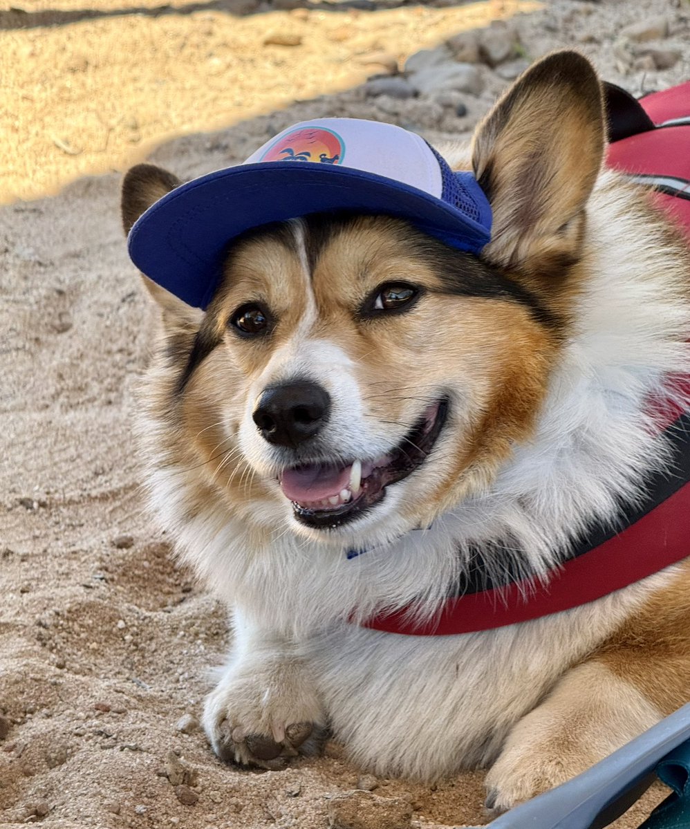 WinstonCorgiDog's tweet image. Winston had So Much Fun at Bass Lake! 📸🐶🏄♂️🌊💕#pics #nature #beautiful #Corgi #happy #cute #fluffy #dog #photos #fun