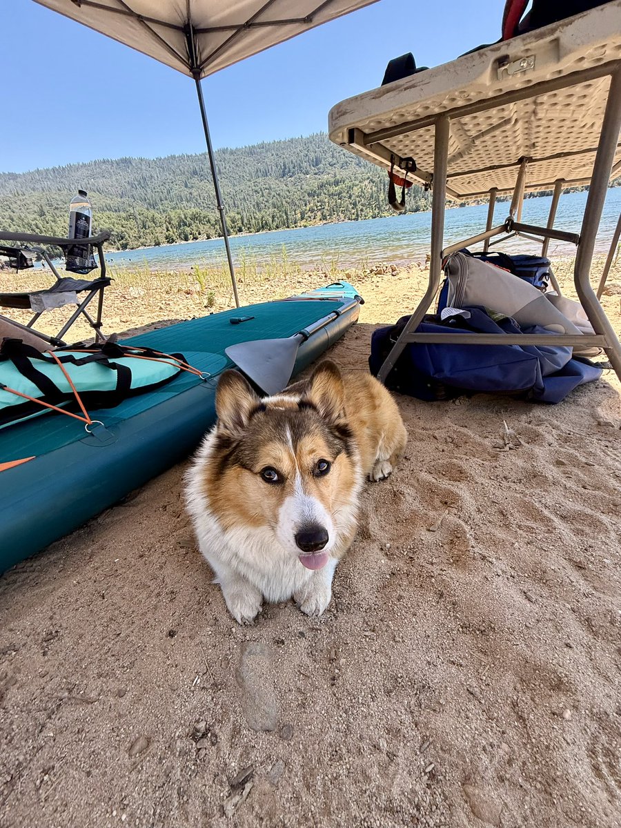 WinstonCorgiDog's tweet image. Winston had So Much Fun at Bass Lake! 📸🐶🏄♂️🌊💕#pics #nature #beautiful #Corgi #happy #cute #fluffy #dog #photos #fun