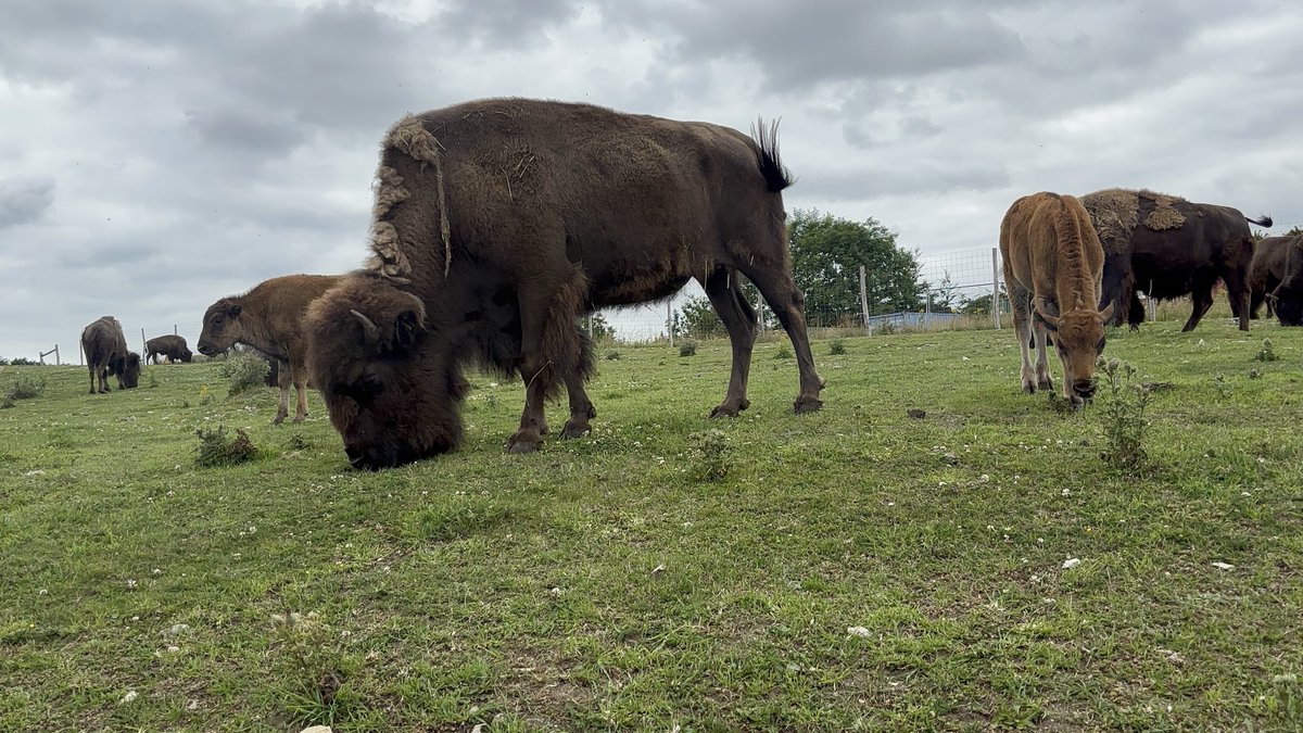 conzinomics's tweet image. The family and I checked in on Charles’s bisons for our summer vacation 😉. Looking good!