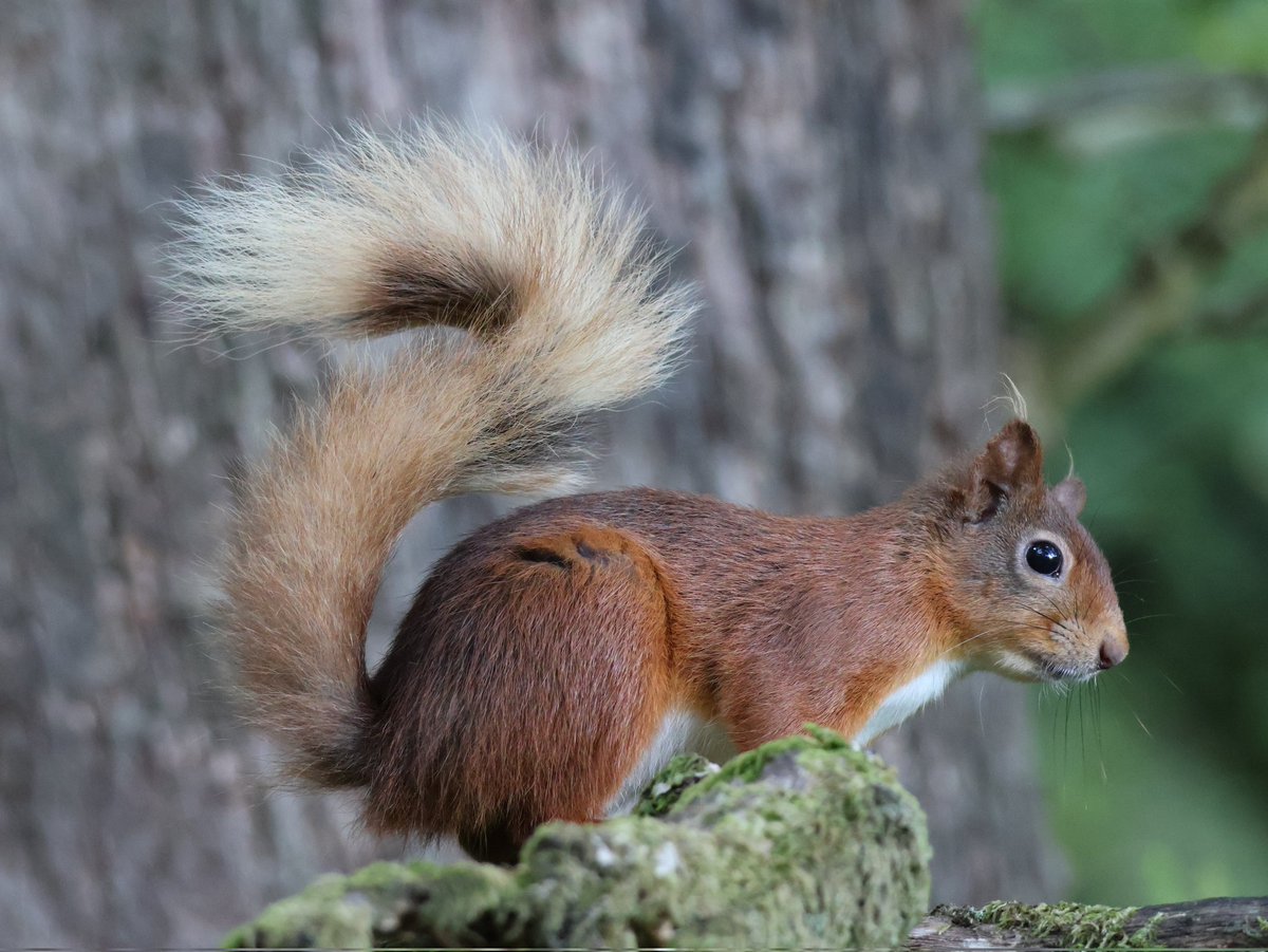 Janet Parker (@parkerjanet637) on Twitter photo #RedSquirrel #squirrel #conservation #endangered #wildlifephotography #wildlife #LakeDistrict <a href="/Britnatureguide/">The British Nature Guide</a> <a href="/NatureUK/">NatureUK</a> <a href="/FindNatureNow/">Find Nature</a> <a href="/WildlifeTrusts/">The Wildlife Trusts</a> #RedSquirrel #squirrel #conservation #endangered #wildlifephotography #wildlife #LakeDistrict <a href="/Britnatureguide/">The British Nature Guide</a> <a href="/NatureUK/">NatureUK</a> <a href="/FindNatureNow/">Find Nature</a> <a href="/WildlifeTrusts/">The Wildlife Trusts</a>