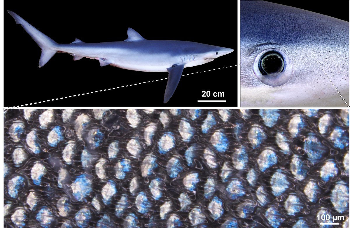 🥳 Exciting news! 🦈💠 Our blue shark skin color research, which I presented at #SEB2025 in Antwerp, got featured in:
🔹 EurekAlert: lnkd.in/gXkzxDv
🔹 ScienceAlert: lnkd.in/gK9yMCBs
🔹 Science Daily: lnkd.in/giZgMwvc
🔹 Morgenpost: lnkd.in/gr73RGYp