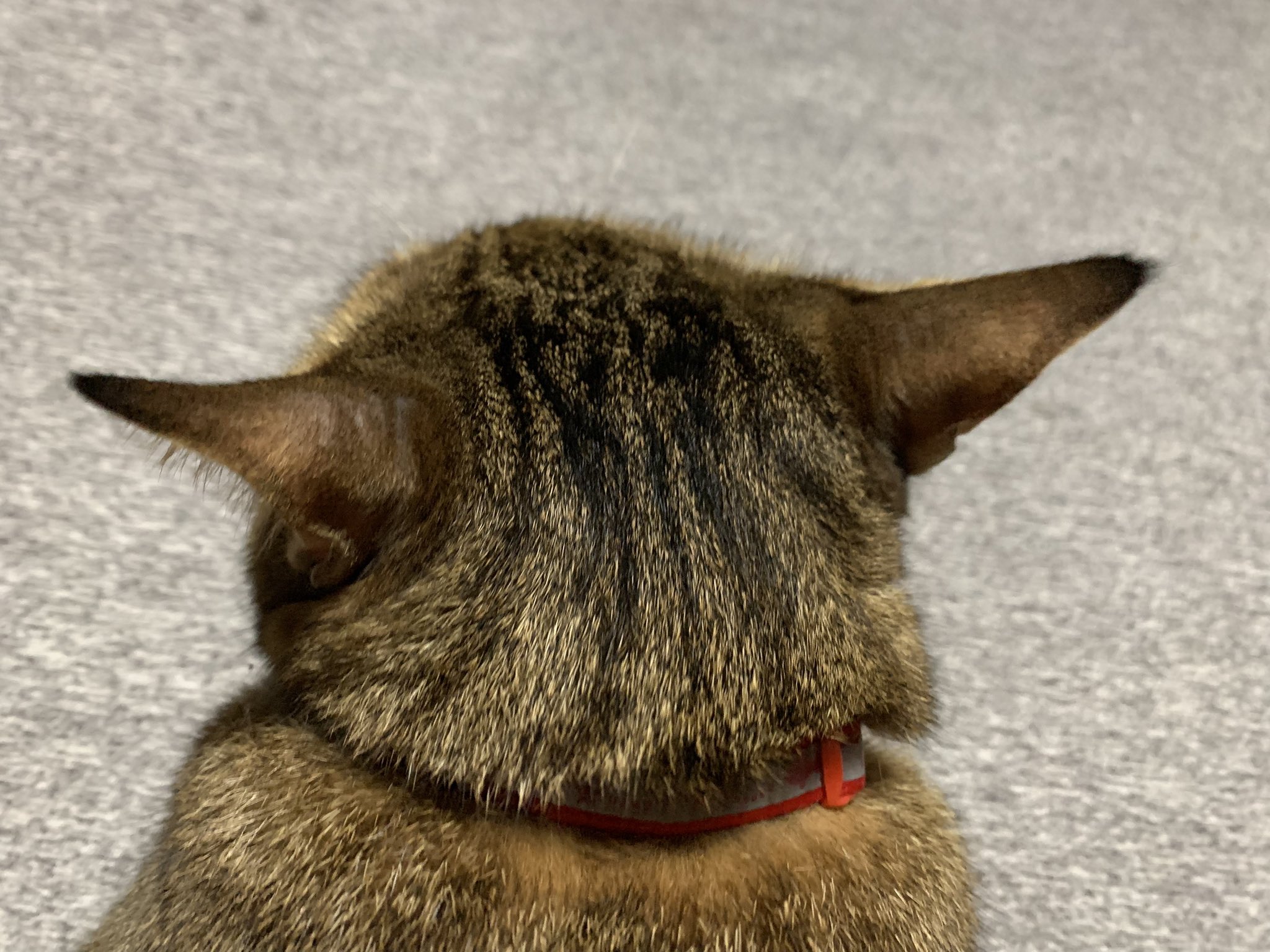 けあねこ(=^・^=)さま専用です♪ 楽天市場】ねこ様用の通販