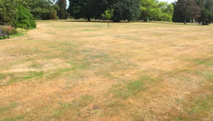 mitchellsnik's tweet image. A shout out to all those over mown scorched Brown "perfect" lawns out there 🤣.