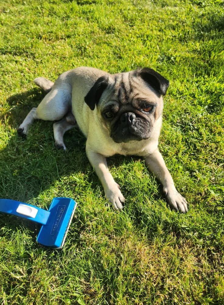 #StolenDogHour 

Alfie is MISSING on Sat 12th July 25 after escaping owners garden and last seen by #railway embankment on Sterndale Road, #Stockport #SK3

doglost.co.uk/dog/199052

<a href="/My_Stockport/">My Stockport</a> <a href="/stockporthour/">#StockportHour</a> <a href="/02031961pat/">pat faulkner</a> <a href="/alid2912/">ali d</a> <a href="/BitofDecorum/">Debby Morris 🐕🐾💕</a> <a href="/The_Animal_Team/">The Animal Team</a>