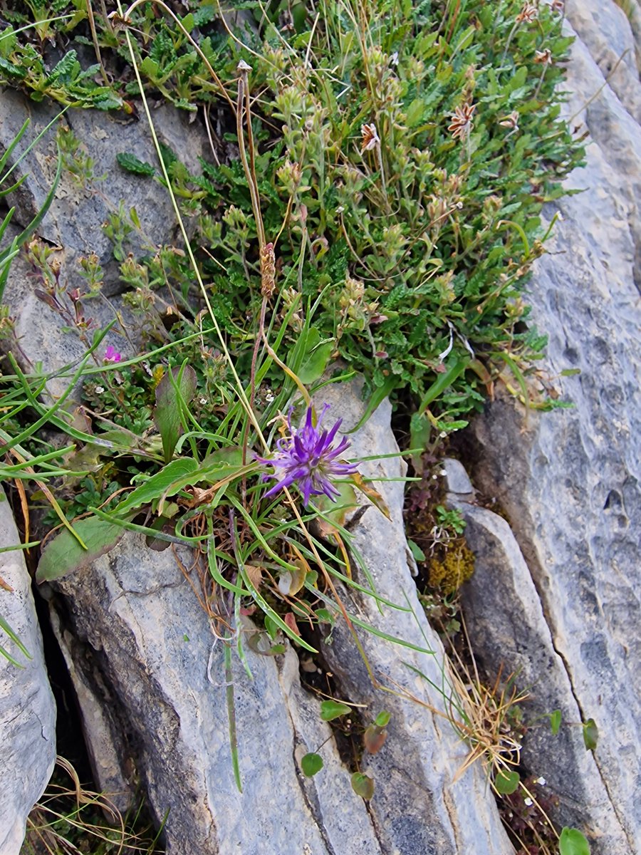 markhows's tweet image. Some Alpine exotics from the Scottish Highlands for #wildflowerhour