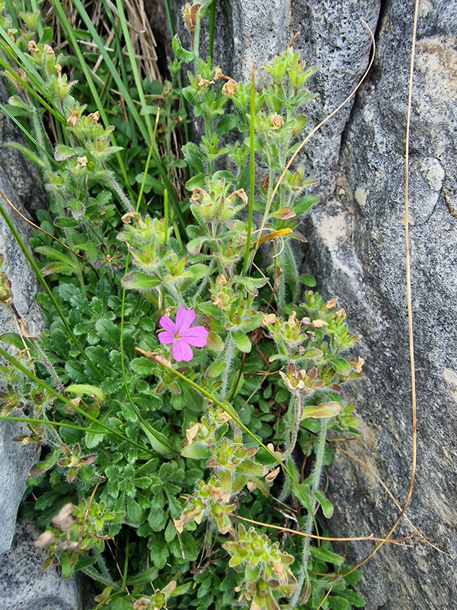 markhows's tweet image. Some Alpine exotics from the Scottish Highlands for #wildflowerhour