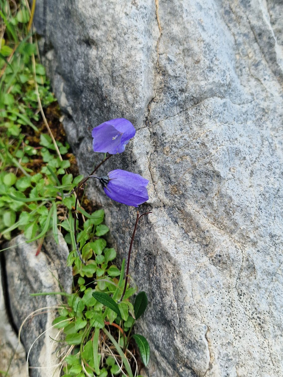 markhows's tweet image. Some Alpine exotics from the Scottish Highlands for #wildflowerhour