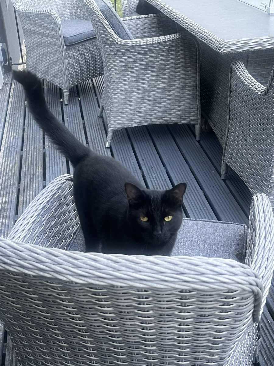 No we are not coming in muvver - we much prefer Jill’s chairs next door to all the comfy chairs and sofa at home.🙀🙀