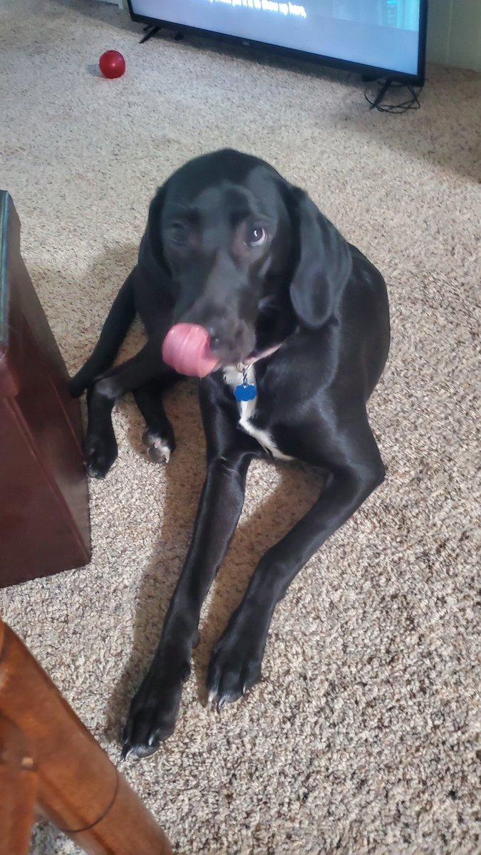 My dad dhates anythignt hat makes me happy and a way from him keeps me happy AWAY FROM HIM!! 

"Either r thatdog goes or I go"

OK me anad SADIE go!! He is sos evil toan innocent soul no reason. Sadie I tske e care so much ofand train, and she is sso perfect💖💖💖💖