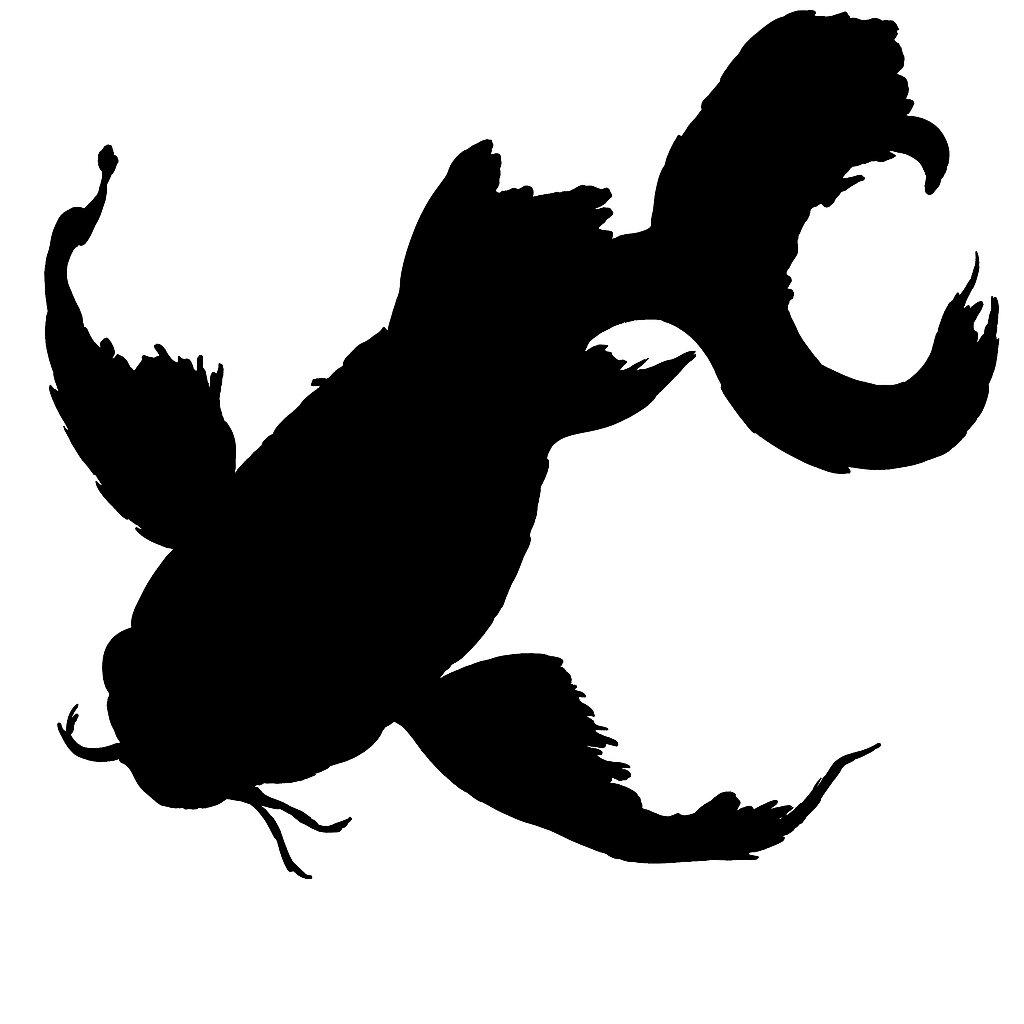 Giveaway time!! Guess the type of fish. First 5 people to guess correctly get $5 in SOL.