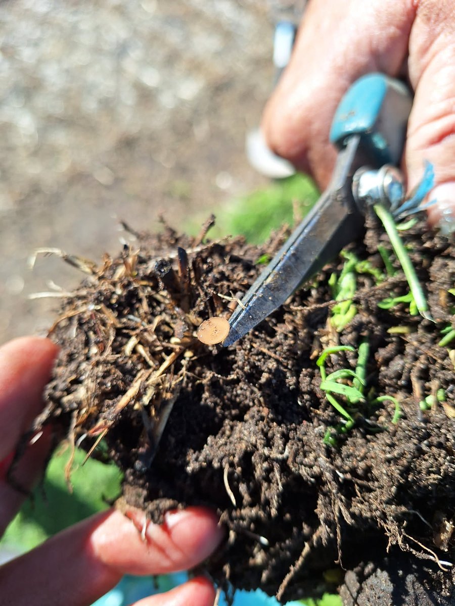 Kithsiri Jayasena (@kithsirijayase3) on Twitter photo Spotted near Kendenup: Tiny mushroom like apotheciaum quietly unleashing waves of ascospores. Fungicide action needed 20 - 50% flowering for protect canola & lupin. Yes they can be detected now. <a href="/DPIRDbroadacre/">DPIRD Broadacre - WA Grains & Livestock</a> <a href="/GRDCWest/">GRDC West</a> <a href="/Stirlings2Coast/">Stirlings to Coast Farmers</a> Spotted near Kendenup: Tiny mushroom like apotheciaum quietly unleashing waves of ascospores. Fungicide action needed 20 - 50% flowering for protect canola & lupin. Yes they can be detected now. <a href="/DPIRDbroadacre/">DPIRD Broadacre - WA Grains & Livestock</a> <a href="/GRDCWest/">GRDC West</a> <a href="/Stirlings2Coast/">Stirlings to Coast Farmers</a>