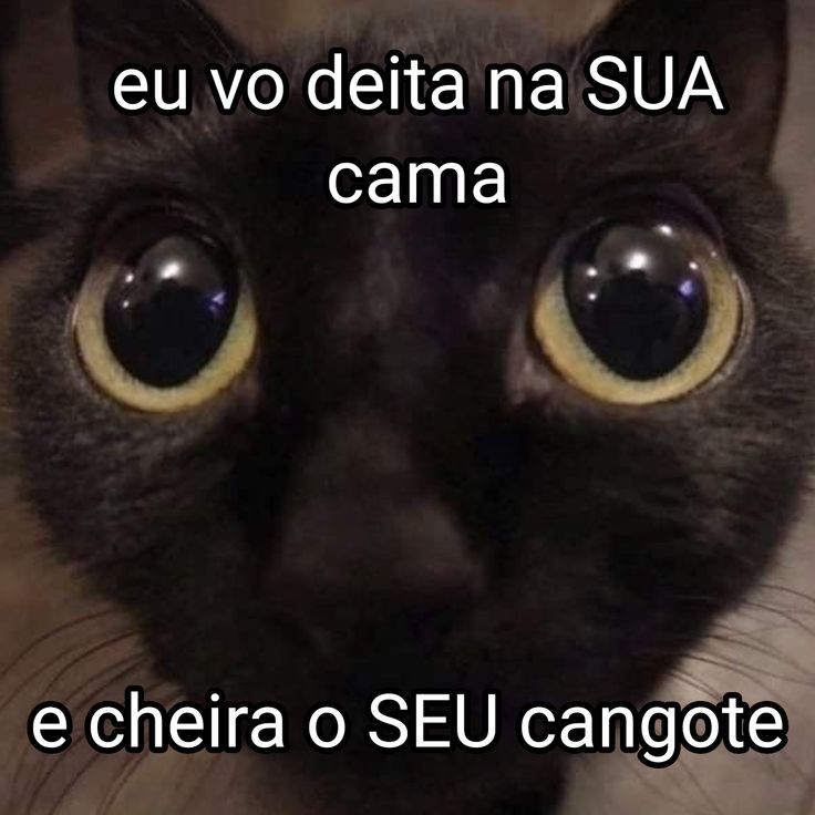 animais com frases aleatorias (@animaisfrases_) on Twitter photo 