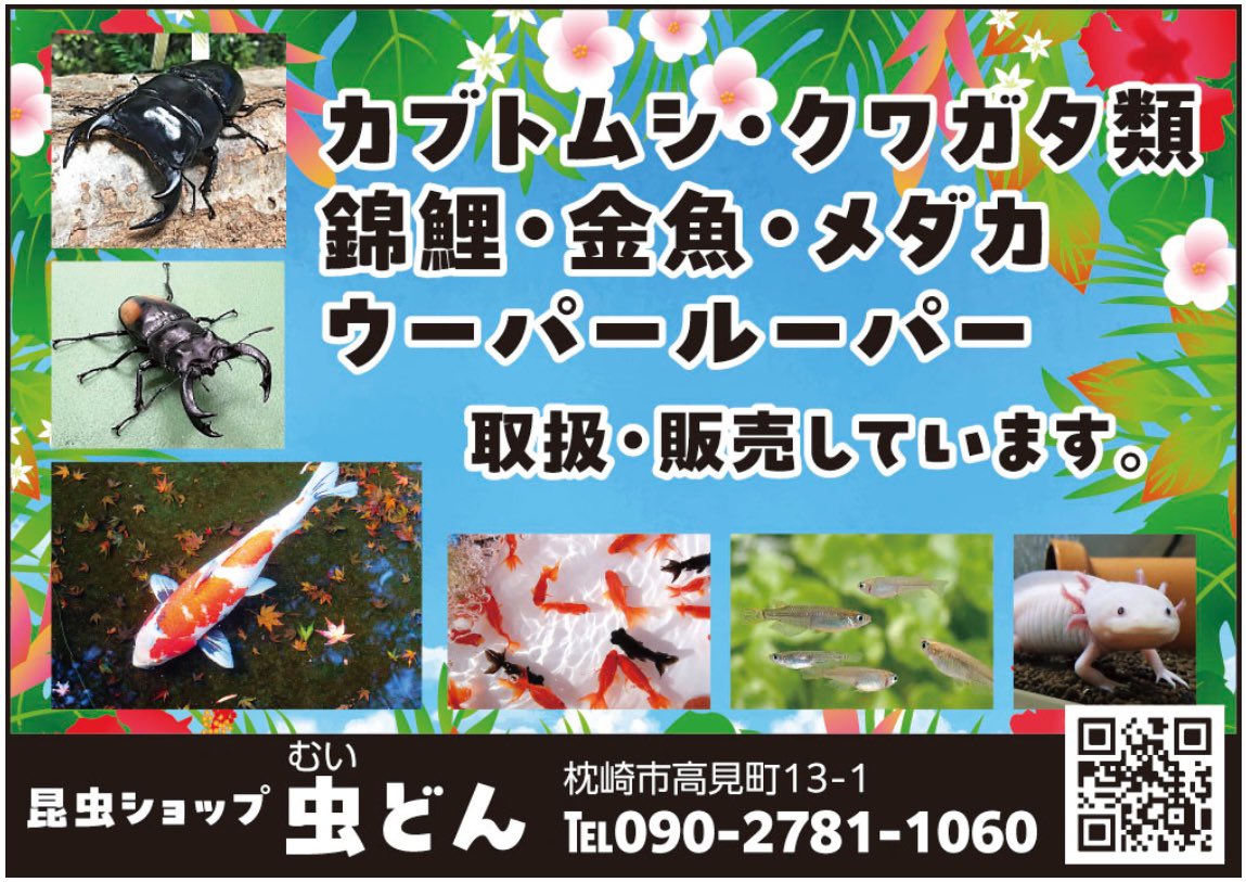 【本日の営業時間】

♦︎7月14日（月）午前10時〜18時

"火之神町、妙見町産"WD特大・大型ノコギリクワガタ、"郡山町産"WD特大・大型ヒラタクワ、"鹿屋市産"WDミヤマクワガタ等多数入荷しています。小型はAll ¥100。宜しくお願いします。

#虫どん