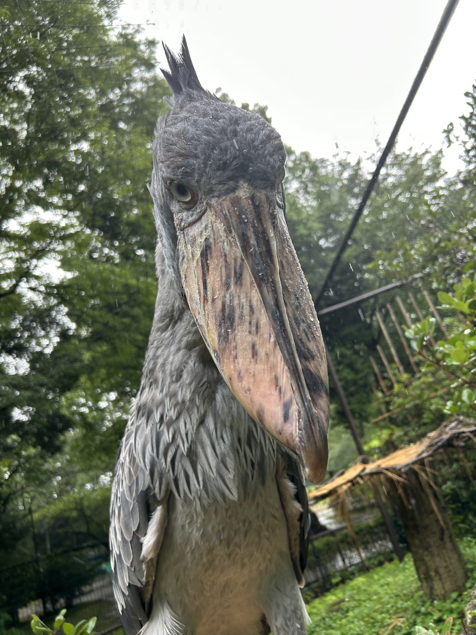 0524-7200-ハシビロコウ様【18点】 千葉市動物公園【公式】 on X: 