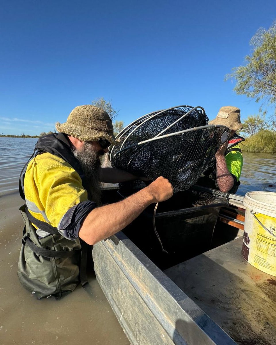 Ecosystem Science (@ces_unsw) on Twitter photo Check out our new blog from the recent <a href="/theCEWH/">Environmental Water</a> <a href="/FlowMERprogram/">The Flow-MER Program</a> #nativefish field trip in Lower #Balonne bit.ly/44BbS1C
<a href="/unswbees/">UNSW Biological, Earth and Environmental Sciences</a> #waterfortheenvironment #australianwetlands Check out our new blog from the recent <a href="/theCEWH/">Environmental Water</a> <a href="/FlowMERprogram/">The Flow-MER Program</a> #nativefish field trip in Lower #Balonne bit.ly/44BbS1C
<a href="/unswbees/">UNSW Biological, Earth and Environmental Sciences</a> #waterfortheenvironment #australianwetlands