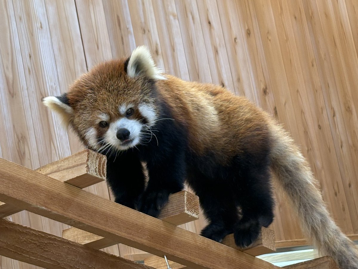 nishiyama_zoo's tweet image. 本日は休園日です。

#鯖江市西山動物園
#レッサーパンダ
#ライト　#ティアラ　#モッチー