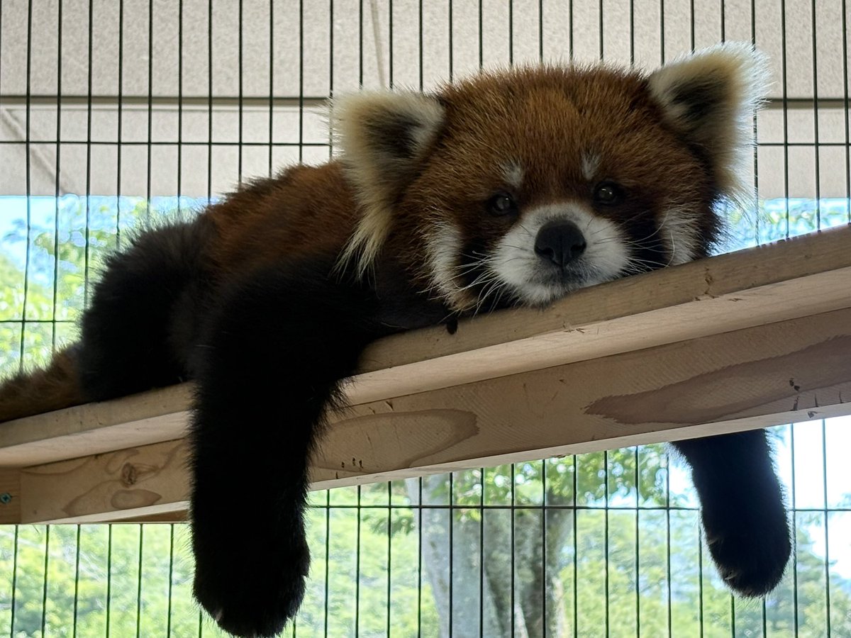 nishiyama_zoo's tweet image. 本日は休園日です。

#鯖江市西山動物園
#レッサーパンダ
#ライト　#ティアラ　#モッチー