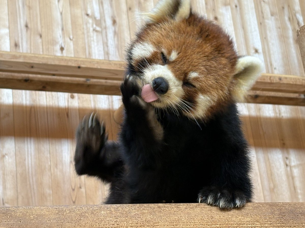 nishiyama_zoo's tweet image. 本日は休園日です。

#鯖江市西山動物園
#レッサーパンダ
#ライト　#ティアラ　#モッチー