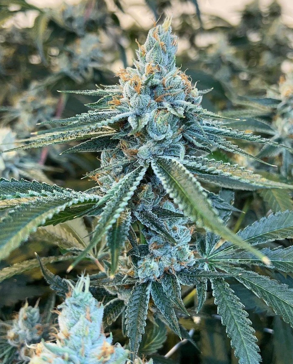 fullmoon7071's tweet photo. The homies producing some fire results with APTUS #Bloomboost.
Malibu Pure Kush
#aptusgang https://t.co/KJT47cTv1D