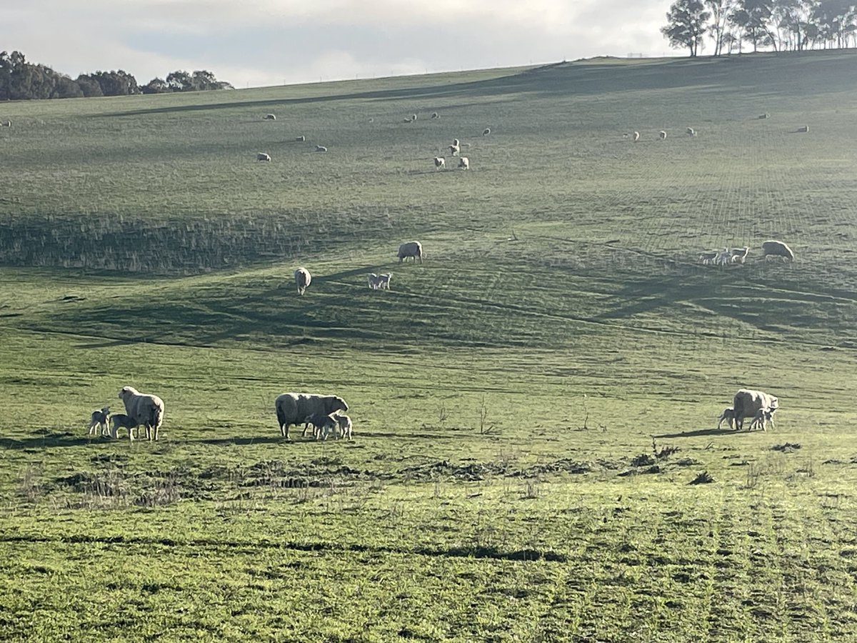 Karrawarra Pastoral tweet media
