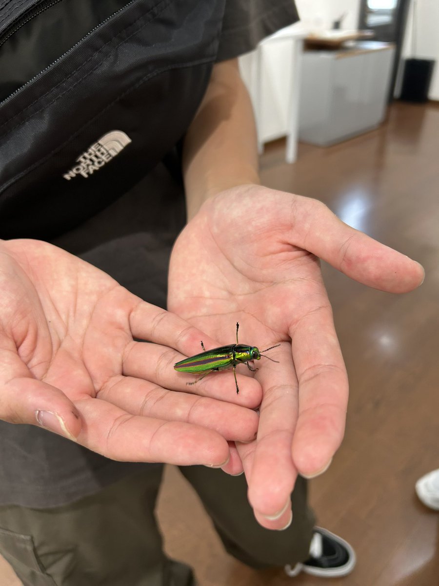 insects_6464's tweet image. 最初に来てくれた時は小学生だったかな。高校一年生、生物部で虫採りに励んでいるそうな。カバンの中から大事そうに取り出して見せてくれました。まだ生きてるじゃん笑(ササイ)
#INSECTS