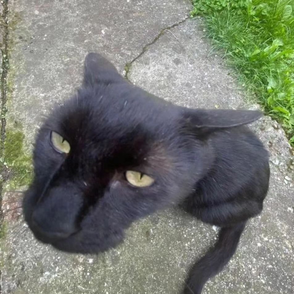 Punch Cat (@punchingcat) on Twitter photo 