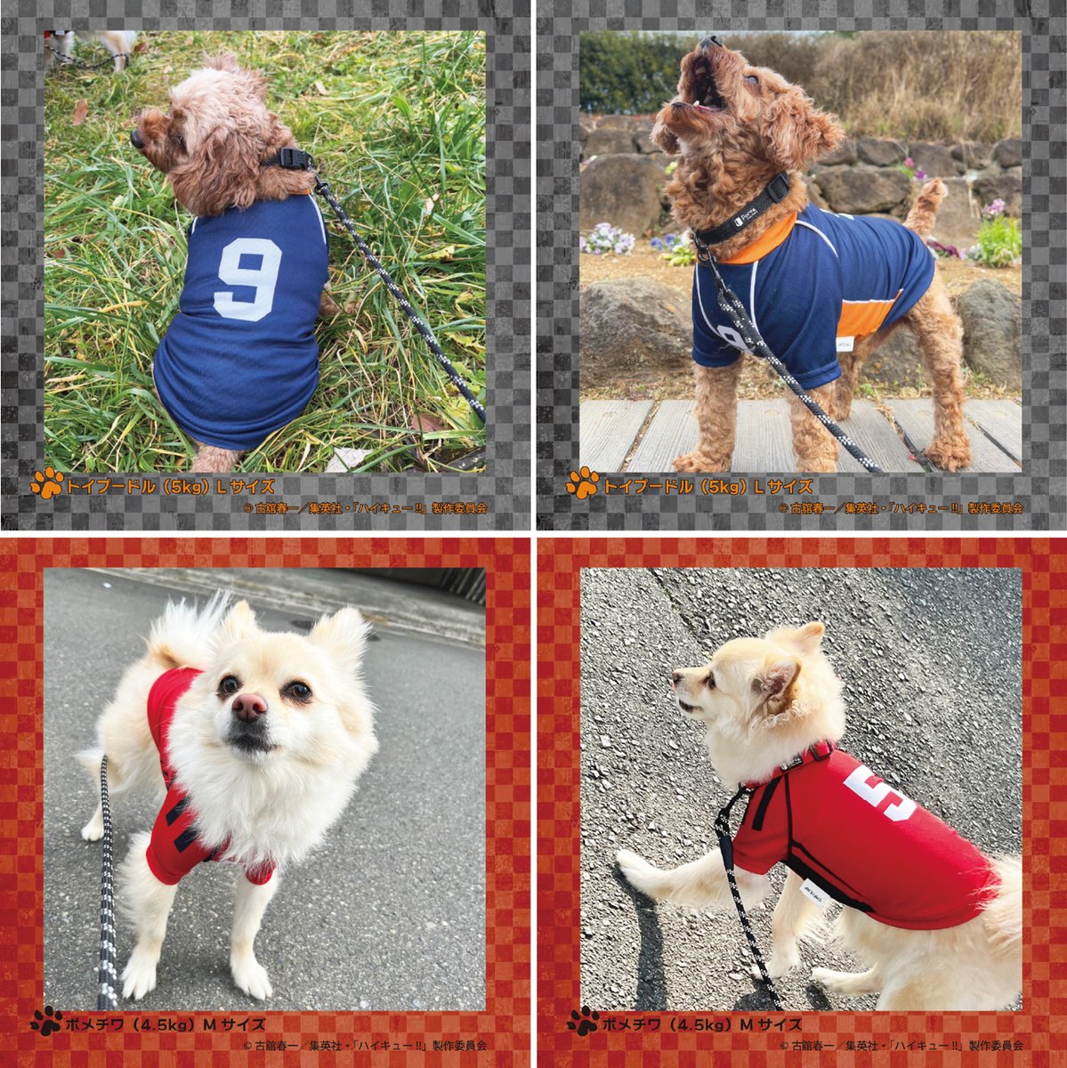 charaani's tweet photo. ＼📢再販開始！🐕／
#ハイキュー
烏野高校（No.9／No.10）＆音駒高校（No.1／No.5）のペット（犬）用ユニフォームが、好評につき数量限定で再販開始！
この機会をお見逃しなく！

🔽詳細はこちら
https://t.co/A2nQfNEu2Y https://t.co/x7HeksfDBS
