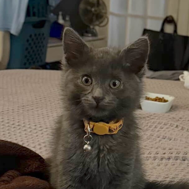 TreeHouseCats's tweet image. Remember little Twiggy? 🖤 We’re thrilled to share his story came swiftly, and spoiler alert: he’s living his absolute best life, now under a very fitting new name...Mohair (aka Moe)! 🎊
#TreeHouseCats #Kittens #KittenSeason #Adopt #Chicago #HappyEndingTails #Cats