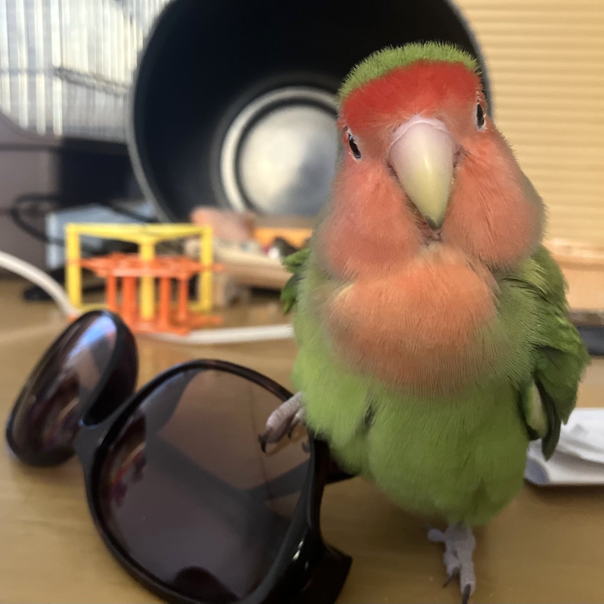今日の「カバー小鳥」は、 ピージェイちゃん（コザクラインコ）です。もうすぐ夏本番🕶✨ おしゃれしてどこ行こう？ 
#コザクラインコ 
kotoribu.com