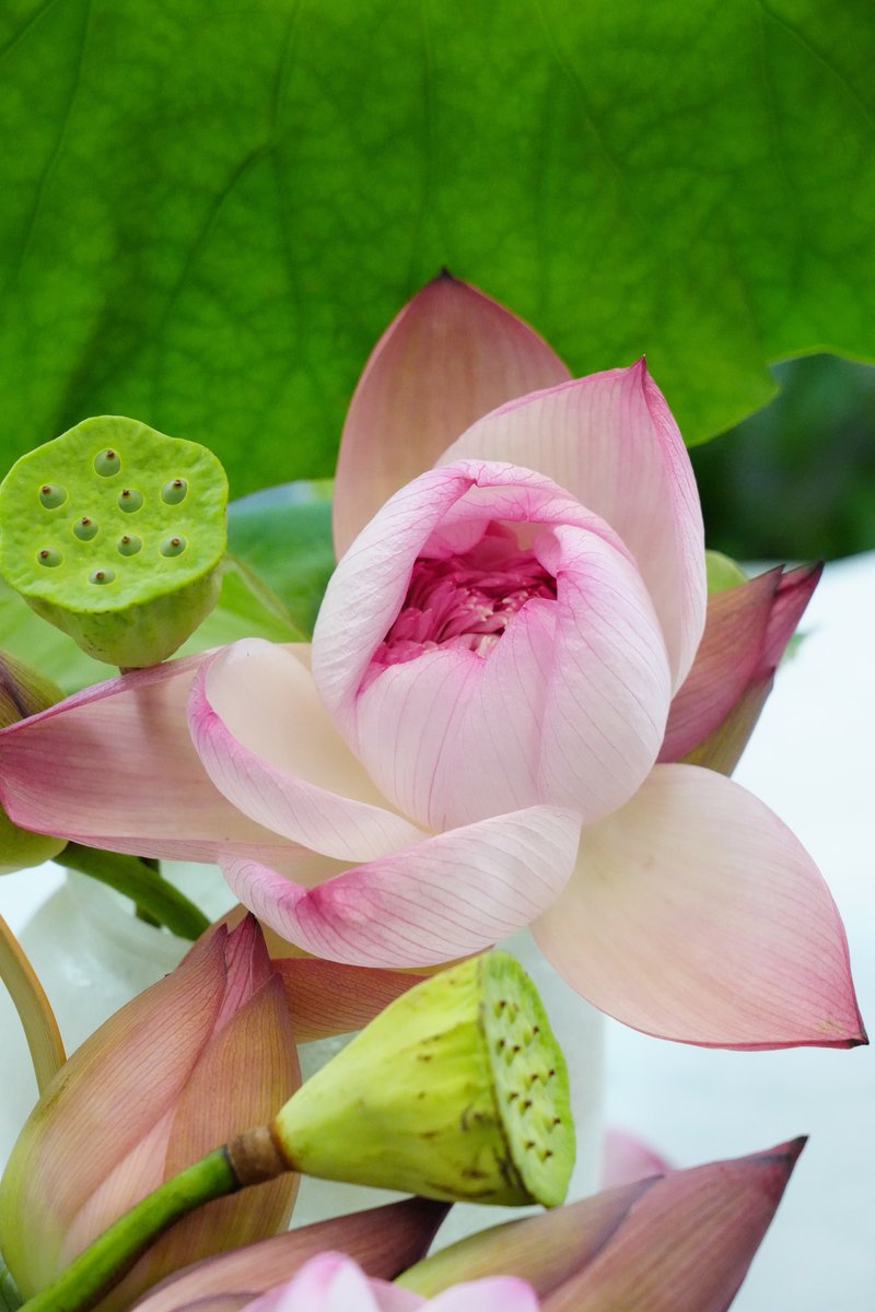 Lotus flowers, an elegant and poetic symbol of summer, please both the eye and the palate. In Yuanmou County, southwest China's Yunnan Province, their petals, seeds, and roots are skillfully transformed into a variety of refreshing dishes.