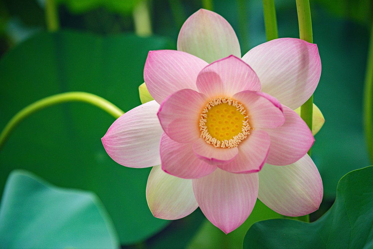 Come, see
real flowers
of this painful world.
—Bashō, tr. Lucien Stryk &amp; Takashi Ikemoto