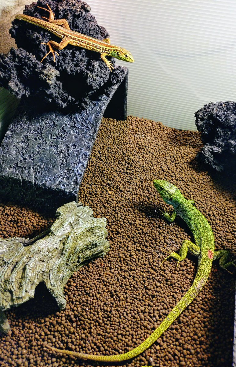 wanted_to_pet's tweet image. 土曜日の浜レプでお迎えしたカナヘビ🦎
ヨルダン産のワイルドペア
ワイルドなのに2匹とも完品って凄い❗️目指せ繁殖💪
♂は物怖じしないでよく出てくるけど、♀はビビリなのでよくダッシュして隠れる💨仲良くバスキングしてくれ〜
#メディアカナヘビ