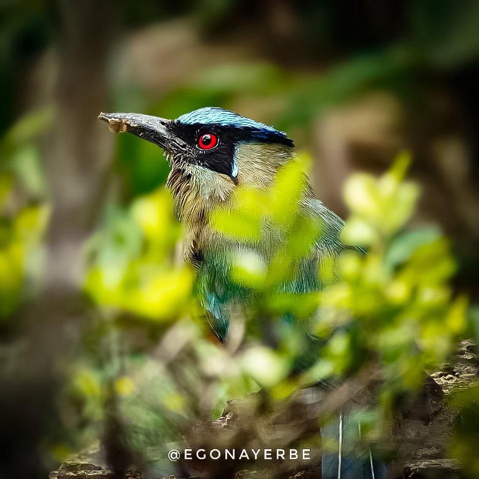 egonayerbe's tweet image. [𝘔𝘰𝘮𝘰𝘵𝘶𝘴 𝘢𝘦𝘲𝘶𝘢𝘵𝘶𝘳𝘪𝘢𝘭𝘪𝘴]

Barranquero, Barranquillero, Pájaro péndulo, Pájaro reloj, Relojero, Cola de raqueta, Soledad, Pájaro bobo, Curuco, Turuk, Turupe, Burro, Yegua, Pájaro U, Llama aguacero… entre muuuuchos otros!