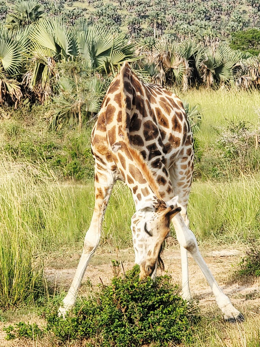 When its walking, limbs on the same side move concurrently while when its running, front limbs move together while hide limbs do the same.