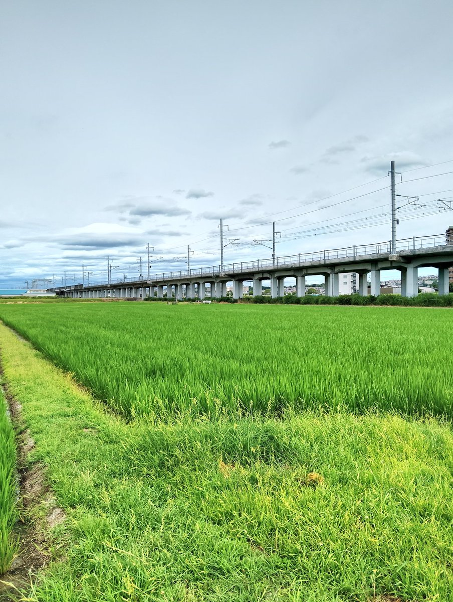 mitsu40482336's tweet image. 今日は 雨予報で
今のところ曇って風があり涼しく
ツバメ日和です。
晴れ以外しか外に出れないので
ついでに新幹線も撮っとこうと思います😌