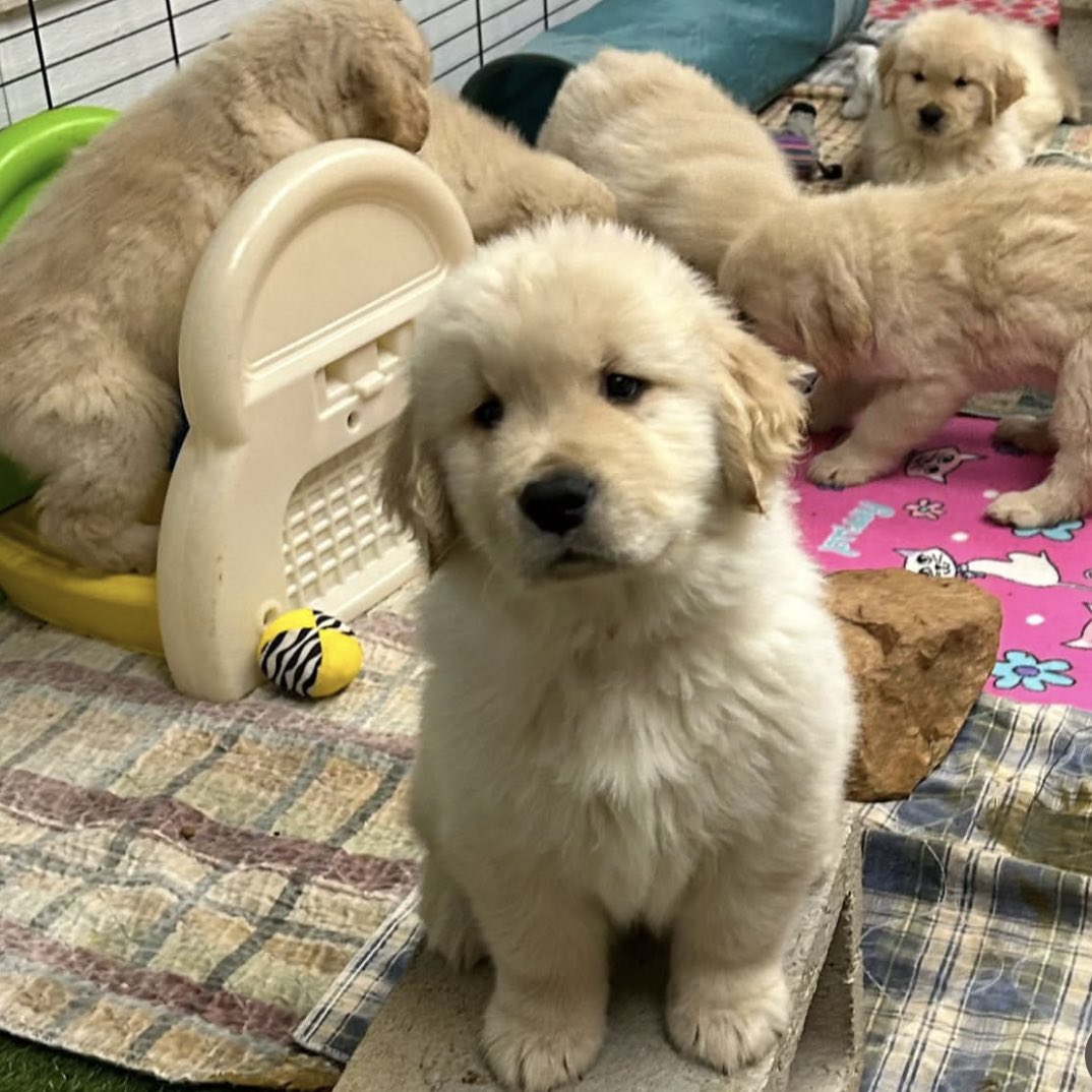 Aww so adorable puppy🐶🐶